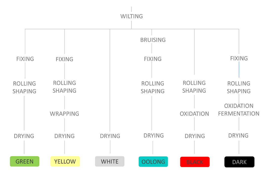 Passos del processament del te